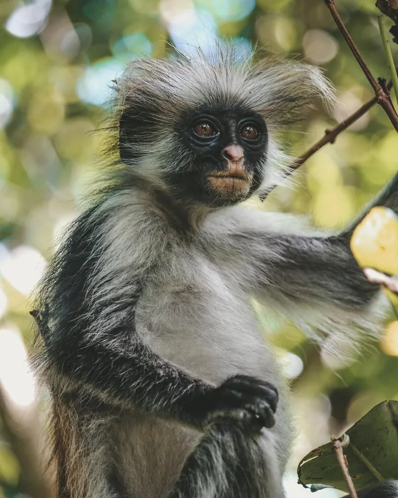 Red colobus monkey in Jozani Forest Zanzibar