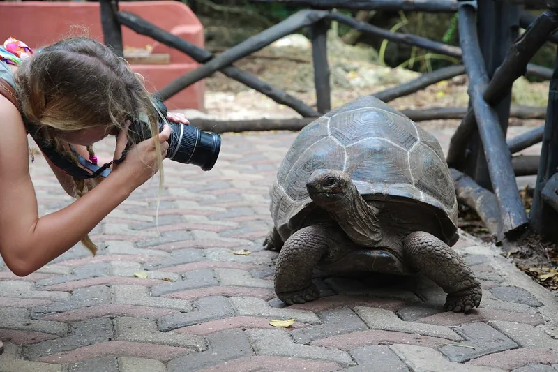 Prison Island Tour in Zanzibar with giant Aldabra tortoise