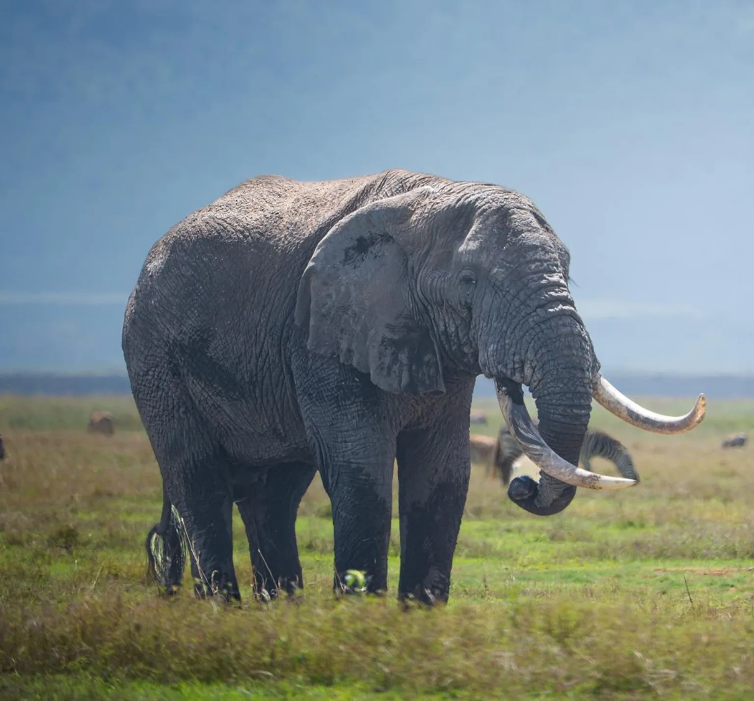 African elephant on safari in Tanzania