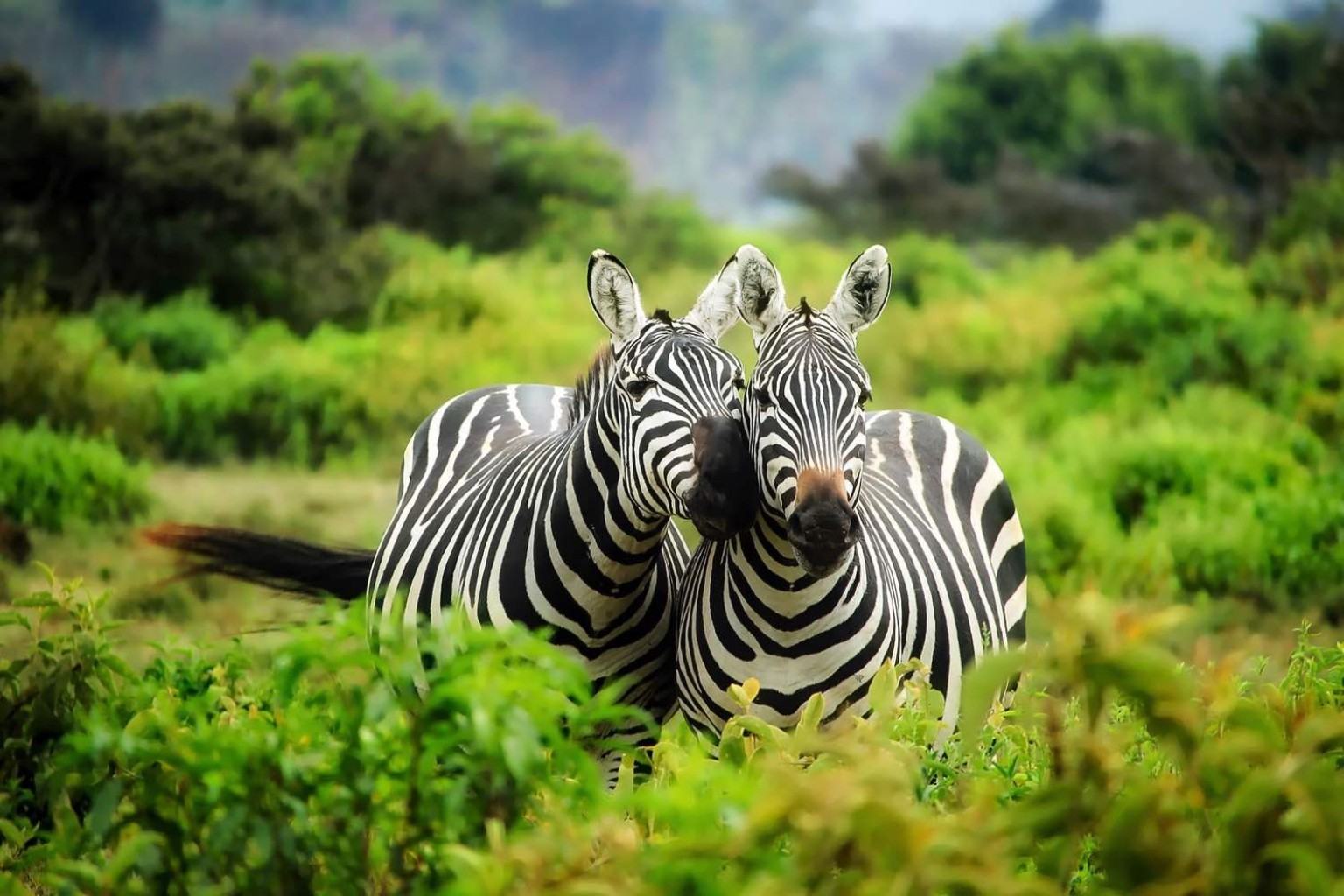 Zebras in Nyerere National Park
