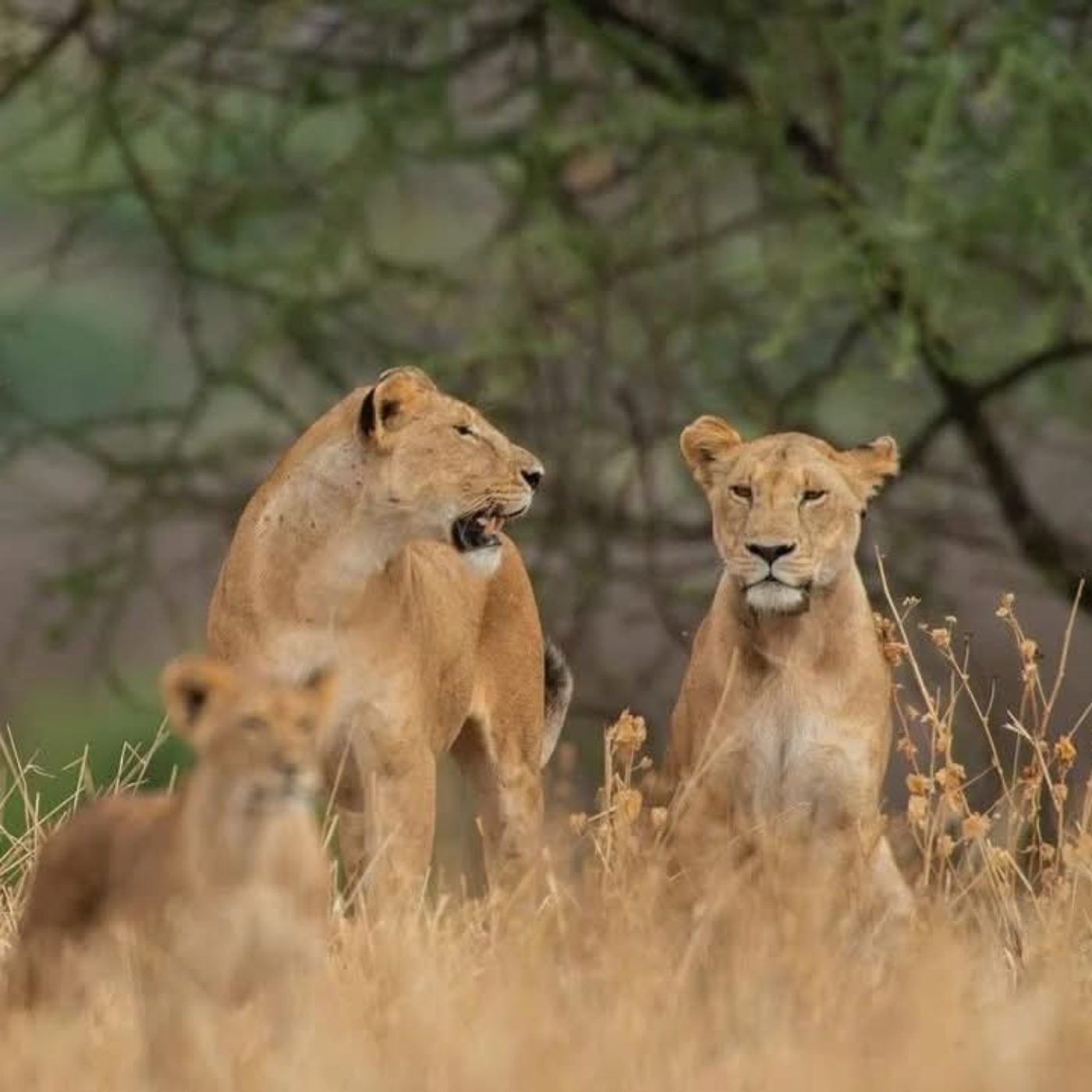 Lionesses on Tanzania Northern Circuit safari