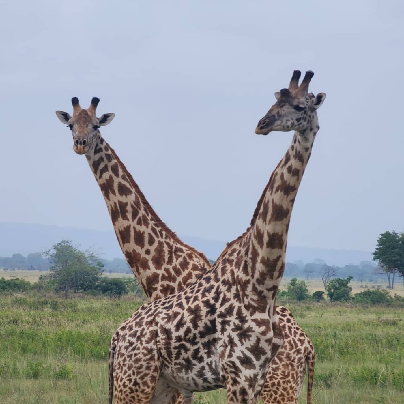 Giraffes in Mikumi National Park