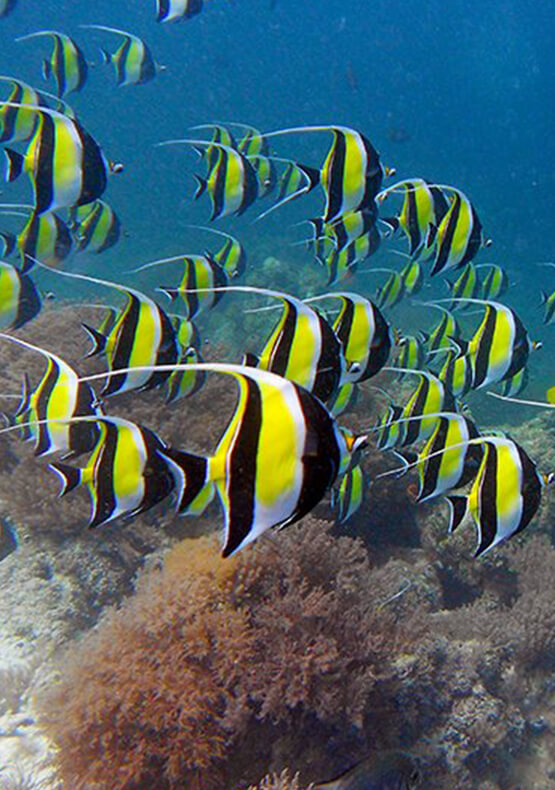 SNORKELING AT MNEMBA ATOLL