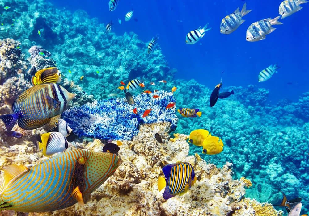 Snorkeling at Mnemba Attol