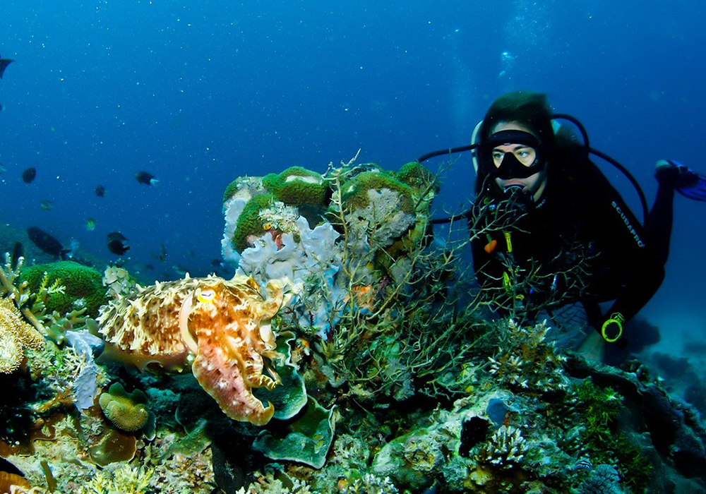 Diving & Snorkeling