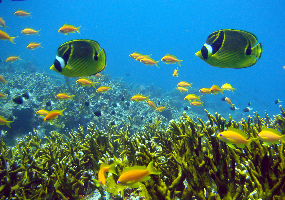 Diving & Snorkeling