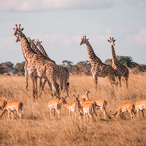 2 Days Drive-in Safari To Mikumi National Park from Zanzibar