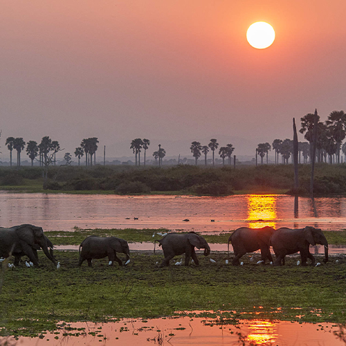 2 Days Unforgettable Tanzania Fly-in Safari to Selous Game Reserve from Zanzibar